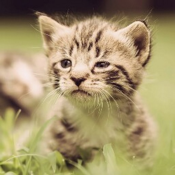 Meet your Posher, Jane - Picture 1 of 1